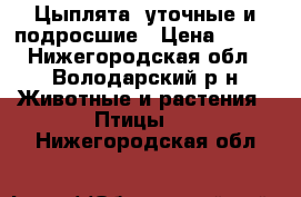  Цыплята cуточные и подросшие › Цена ­ 100 - Нижегородская обл., Володарский р-н Животные и растения » Птицы   . Нижегородская обл.